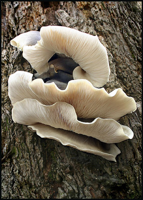 Tree Fungi.