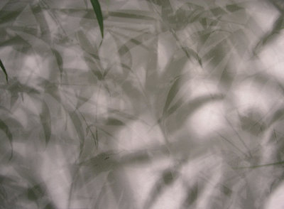 shadow leaves