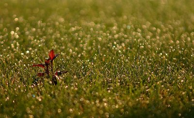 Standing Alone in Morning Dew
