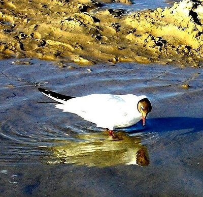 like the bird......