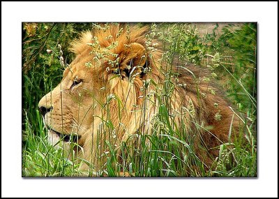 Lion in the Grass.