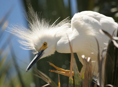 Bad hair day at the Baylands
