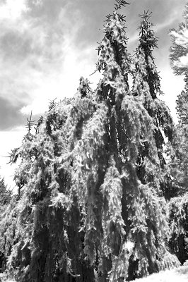 Frosted Trees (yew dell gardens)