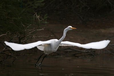 Great Egret taking flight
