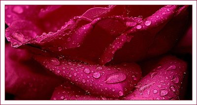 Tears of rose