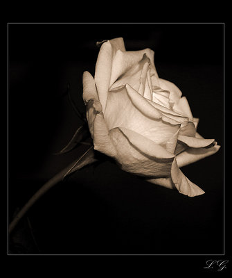 a rose (2)