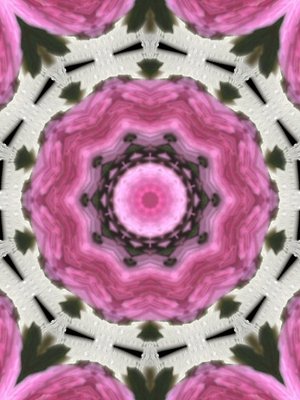 1 complex rose