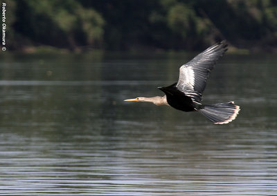 .:: Anhinga anhinga ::.