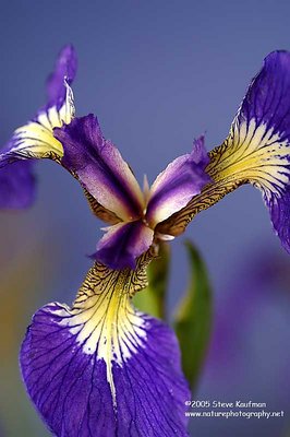 Wild Iris