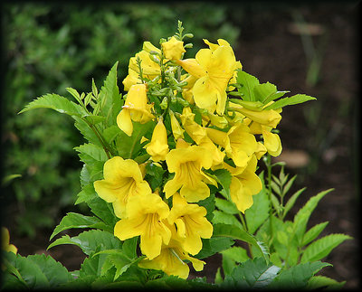 Yellow Trumpets