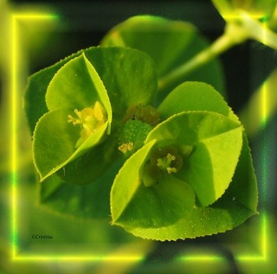 A Pretty Green