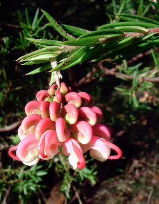another grevillea! - last one!