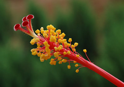 Hibiscus Pollen Macro