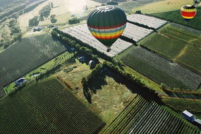 balloons over vineyards