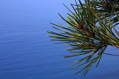 Pine on Blue