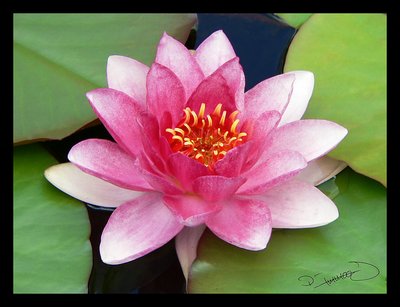 another water lily