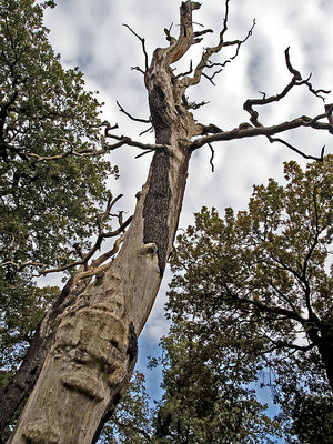 looking up