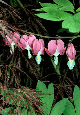Hearts among Maple