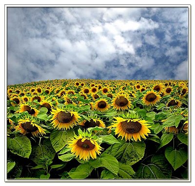 Sunflowerfield