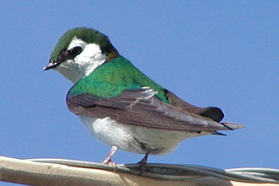 Violet Green Swallow