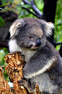 Koala Cute from Australia!!