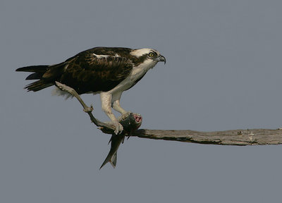 The Osprey and the Fish