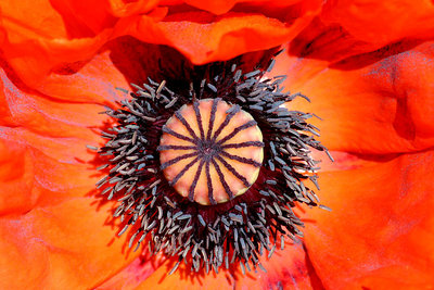 Flaming Poppy