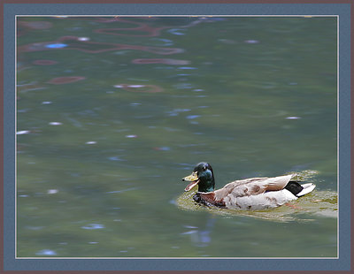 Le Canard Parisien