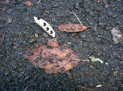 leaf and seeds