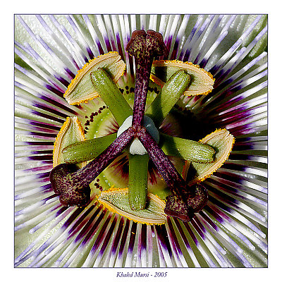 Why Passion Flower?