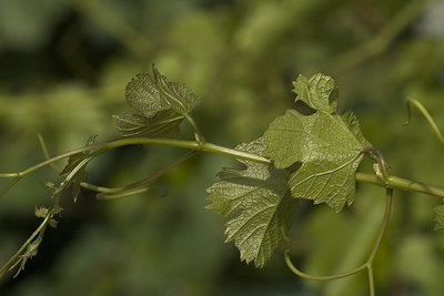 Promise of wine