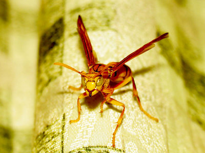 Golden Bee