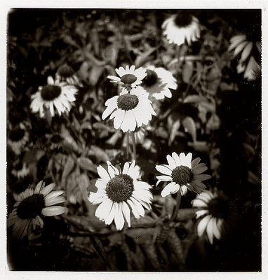 holga flowers