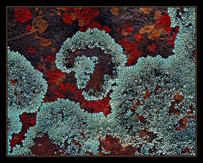 Lichens and Rock