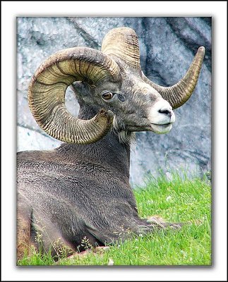 Bighorn Sheep.