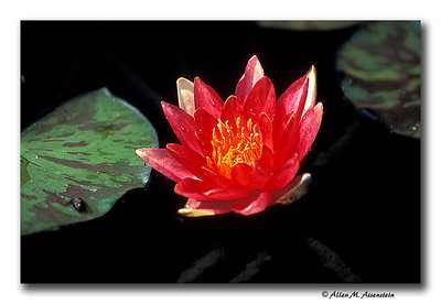 Day-Flowering Waterlily  (s2236)