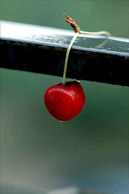 Sweet lonely cherry
