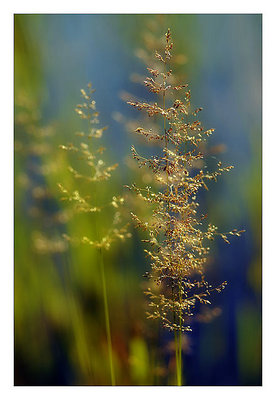 grasses by the river