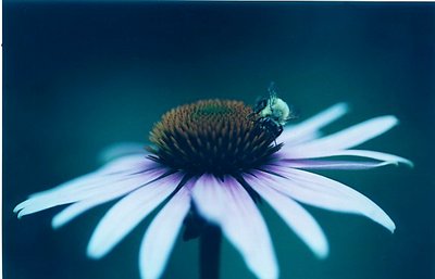 Bee and Coneflower