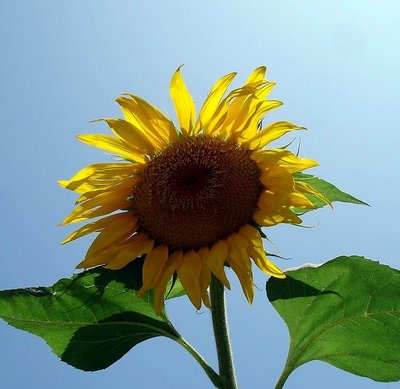 Sun ....  !!
