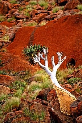 The Quiver Tree