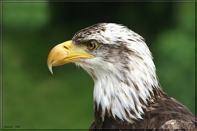 Eagle  II