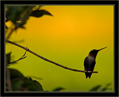 A Hummer of a Silhouette