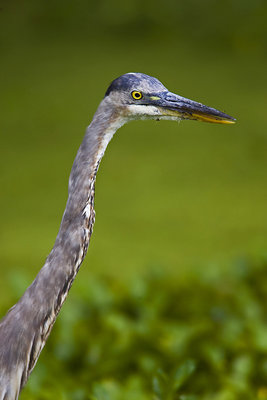 GBH