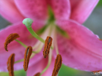 inside a lily