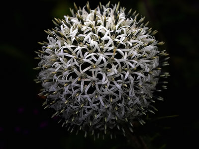 flower ball