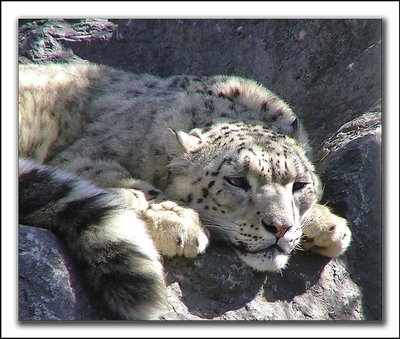 Snow Leopard