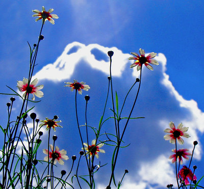 The Flowers of Home Depot