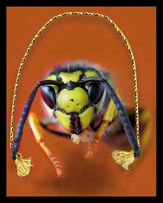 Wasp with jumping-rope