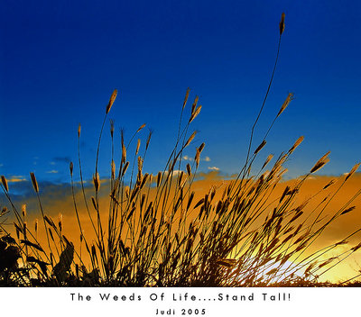 The Weeds Of Life....Stand Tall!